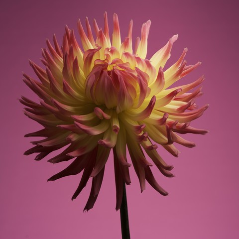 Pink and yellow chrysanthemum on a pink background.
