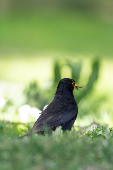 A blackbird standing on the ground in a sunlit grassy area, facing sideways while holding an earthworm in its beak. The scene is softly lit with a blurred green background, emphasizing the bird's dark plumage and natural setting.