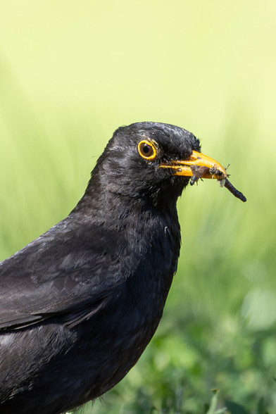 A close-up photograph of a blackbird with glossy black feathers and a bright yellow eye-ring, holding a caterpillar and an earthworm in its yellow beak. The background is a soft, out-of-focus green, highlighting the bird's features.