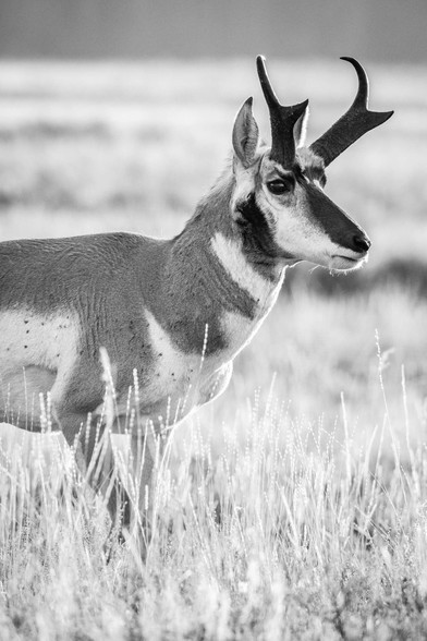A pronghorn buck standing on a grassy field.