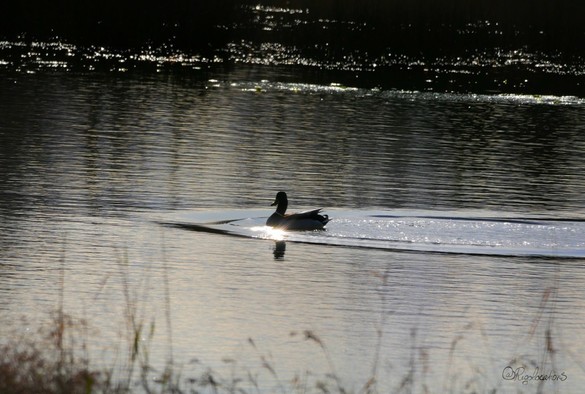 Un canard colvert mâle en train de s’éloigner en nageant sur une eau très calme aux reflets d’argent. La photo est très contrastée, prise à contre-jour ce qui fait qu’on a l’impression qu’elle est en noir et blanc.
