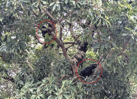 A close-up of a tree. Two fledglings (I added red circles around them) are hiding.