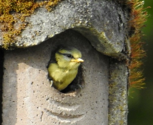 Juvenile Blaumeise schaut neugierig aus der Öffnung des Nistkastens.