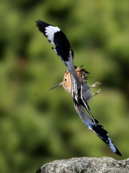 𝗣𝗶𝗰𝘁𝘂𝗿𝗲 𝗗𝗲𝘀𝗰𝗿𝗶𝗽𝘁𝗶𝗼𝗻 (𝗘𝗻𝗴): In this picture, a hoopoe is seen flying in a foreshortened position, in a twist that indicates it is making a quick turn in the air, perhaps to catch a passing bug.

𝗗𝗲𝘀𝗰𝗿𝗶𝗽𝗰𝗶𝗼́𝗻 (𝗘𝘀𝗽): En esta fotografía se ve a una abubilla volando en escorzo, en una postura que indica que está dando un quiebro en el aire, quizá para atrapar un bicho que pasa a su lado.