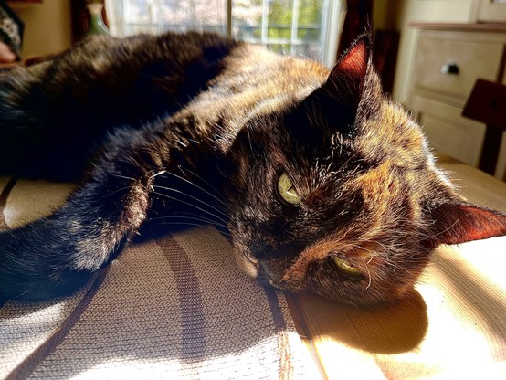 A tortie puddles on a runner on the table we bought from Vashti Bunyan. She is lit by spring sunshine as has no cares in the world. In the background a window with a julia balcony can be seen. On the right is part of a farmhouse dresser.