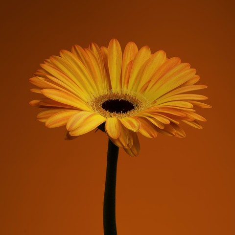 Orange and yellow gerbera flower on an orange background.