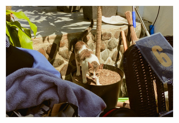 A Cyprus cat standing on a large black plant pot.