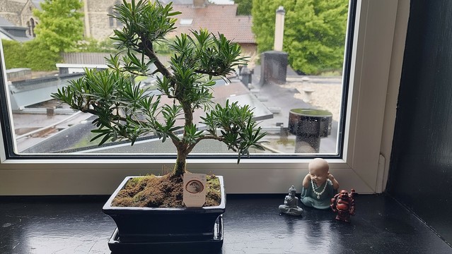 A bonsai tree in a black pot sits on a windowsill, surrounded by small decorative figurines, including a seated Buddha, a small child-like figure, and a red monkey. The view outside the window shows roofs and greenery.