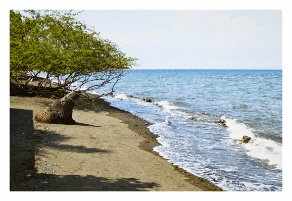 A beach with a prominent tree on the left side and the ocean stretching out to the horizon on the right.

The foreground features a sandy or earthy beach, with some darker patches that could be shadows or wetter areas. A large, gnarled tree with green foliage dominates the left side of the frame, its branches extending over the sand. The tree appears to be leaning towards the water, and its roots are visible near the base of its trunk.

Gentle waves are breaking on the shore, creating white foam as they recede. There are some dark, possibly rocky, formations visible in the shallow water near the shoreline. The ocean itself is a vibrant blue, with lighter shades closer to the shore and a deeper blue further out. The horizon where the sea meets the sky is visible, and the sky above is a light, clear blue, suggesting fair weather. - Google Gemini