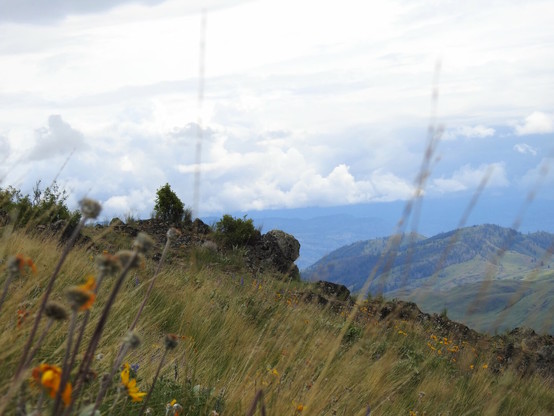 A grassland hill slopes downward. In the far background, rolling clouds blanket the sky. Grassy mountains capped with sparse conifer forests stand in the distance beyond the hill, and close to the camera are long grasses and yellow and blue wildflowers in bloom.