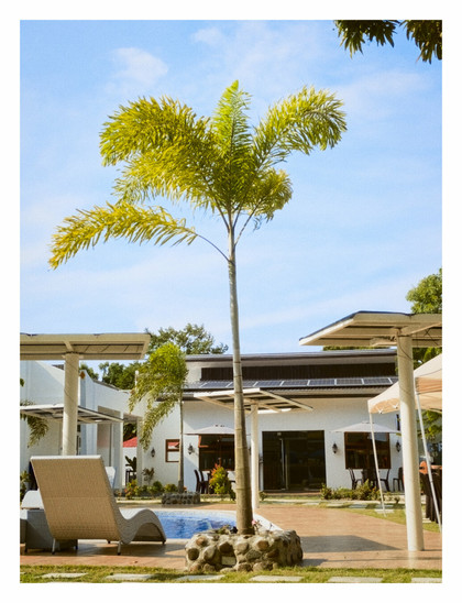 An outdoor resort scene under a bright sky. In the foreground, a tall palm tree with vibrant green fronds stands centrally, its base surrounded by rocks. To the left, a light-colored wicker lounge chair is positioned on the grass.

In the midground, a swimming pool with blue water is visible, reflecting the sky. Beyond the pool, there's a modern building with white walls and dark windows, possibly housing rooms or a reception area. Several white, open-sided structures with what appear to be solar panels on their roofs are scattered around, providing shade. Other palm trees and greenery are visible in the background. - Google Gemini