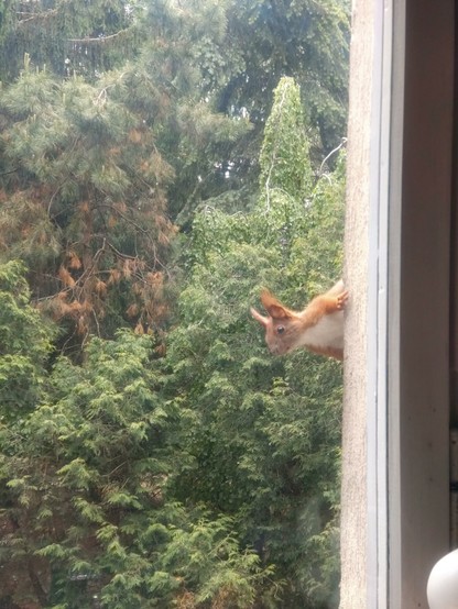 View from the window, green trees visible, on the windowsill red squirrel holds herself up horizontally, seen from waist up, peeking inside