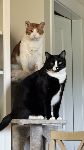 An orange cat and a tuxedo cat, both staring at the camera from a cat tree