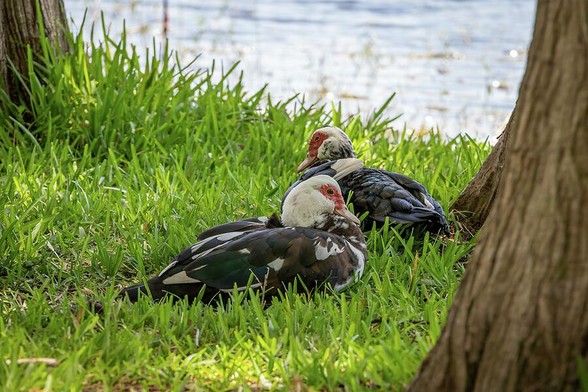 Tranquil view of Muscovy ducks resting by the water at Crest Lake Park in Clearwater, Florida.
