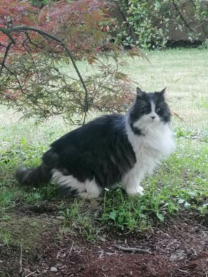 Io (gatto bianco nero a pelo lungo) che osservo un merlo (non inquadrato)