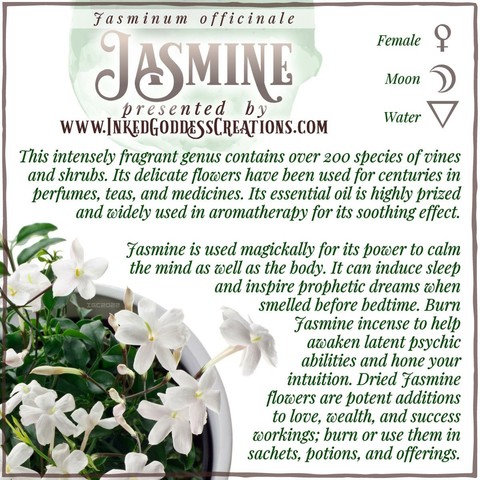 A sprig of jasmine including stems, leaves, buds, and flowers sits against a white background. The text explains jasmine's metaphysical correspondences, some trivia about it, and ways to use it in your magickal practice. The text reads, in part: "Jasmine is used magickally for its power to calm the mind as well as the body. It can induce sleep and inspire prophetic dreams when smelled before bedtime." Presented by Inked Goddess Creations.
