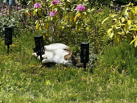 Cat showing its white stomach to the sun while lying between flowers.