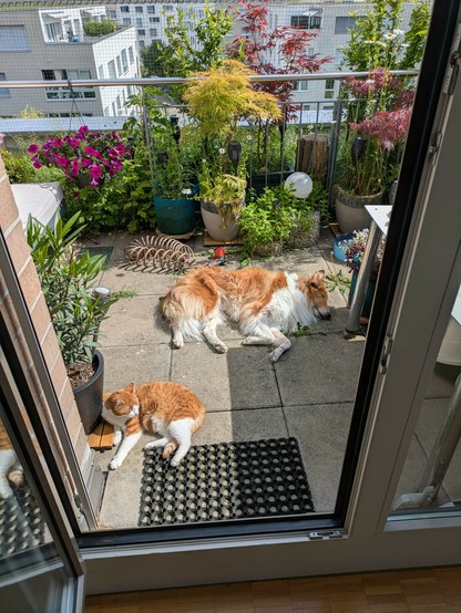 A view through an open glass door out onto a terrace with ginger tabby with white and a sable Rough Collie lying in the sun with various pots full of plants behind them and houses in the background behind a railing