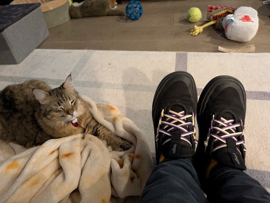 A picture looking down at my feet with both shoes fully laced. My cat Little Mouse sits to the left of my shoes with his eyes closed and his left arm extended. He definitely helped me.