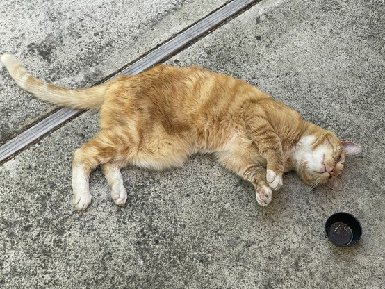 Orange cat with white paws and white chin and pink toe beans lying with eyes closed on concrete patio. Next to him a small black plastic container with remnants of the catnip herb.