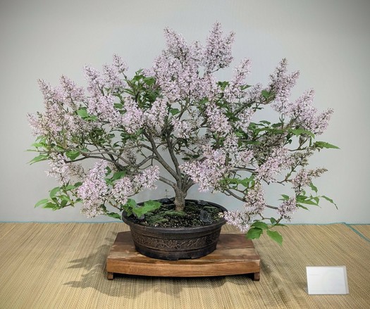 A lilac in full bloom, growing in a bonsai pot. The flowers are light purple, and they smelled as good as they look.