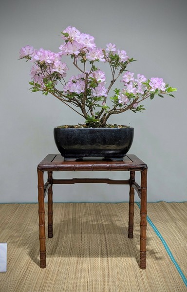A clump-style azalea tree growing in a bonsai pot. The tree is covered in pink flowers.