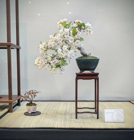 A semi-cascade style crabapple bonsai, with a tiny rose accent plant next to it. This tree has white flowers.