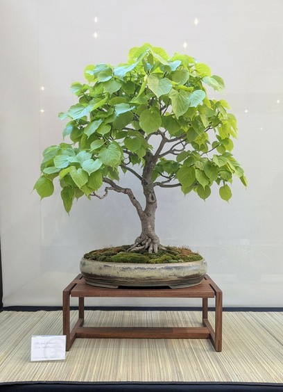 The linden tree bonsai described above.