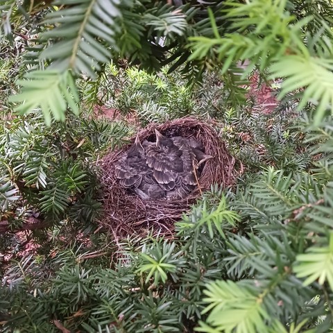 Photo of a robin's nest made of dried brown grass and twigs, nestled in the green needle-like foliage of a yew, with 3 small birds with black and gray feathers crowded together and sleeping on top of each other. Three pointy yellow-orange beaks can be seen amidst the pile of feathers, 2 pointing up in the top left of the nest and 1 pointing right on the right side of the nest.