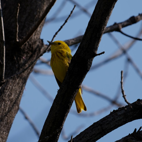 Typically yellow overall, but some immatures can be almost completely gray. Most males have reddish-brown streaks below; females are plainer and duller yellow. Always looks uniform and plain-faced, with rather stout bill for a warbler. Favors brushy habitats near water, often foraging in shrubs fairly low to the ground