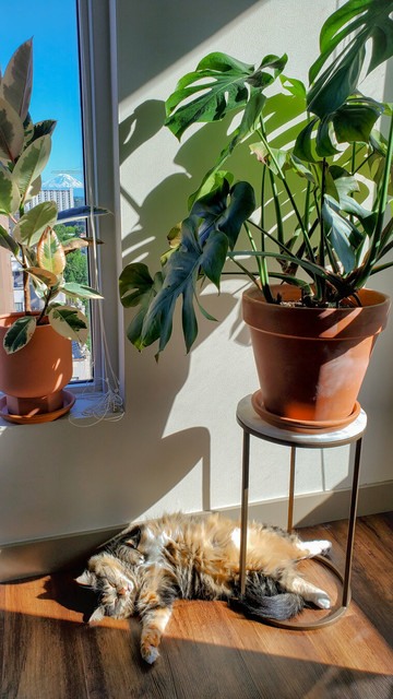 A fluffy, multicolored cat is lying on its back in a sunbeam on a wooden floor, basking in the sunlight near a wall. To the right, a large monstera plant in a terracotta pot sits on a tall stand, casting dramatic shadows on the wall. To the left, another potted plant sits on a windowsill, with a clear view of buildings and a mountain in the background under a bright blue sky.