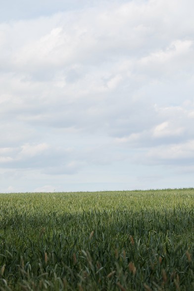 A horizontal band of dense green grass - a field of cereal crop - under a partially cloudy, hazy blue sky. Nothing else is visible - the horizon is uncomfortably close.