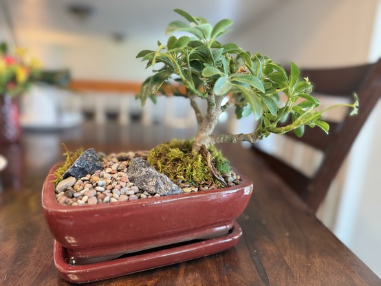 An umbrella plant (Schefflera) potted as a bonsai in a shallow, red, rectangular pot. I planted it off center on the corner so I have some space for landscaping. A little rocky path cuts across at a diagonal, with moss on either side.
