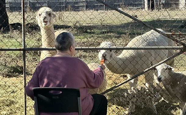 My better half sitting in a patio chair, feeding carrots to the alpacas. The lambs are after rubs.