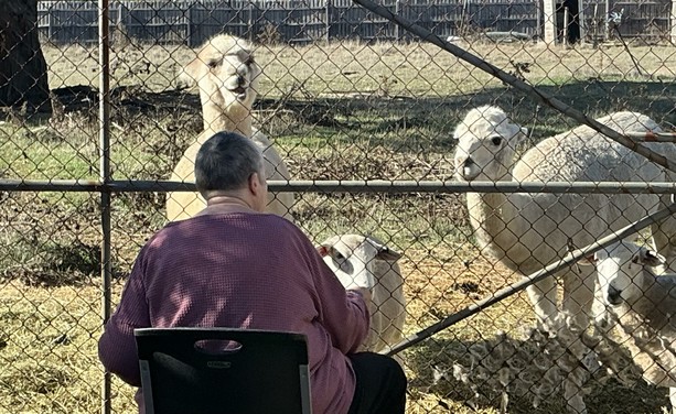 My better half sitting in a patio chair, feeding carrots to the alpacas. The lambs are after rubs.