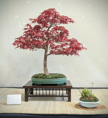 A red-leafed Japanese maple bonsai, with an accent plant of grasses and tiny flowers next to it. The tree is slender but it has a gently tapered trunk, and attractive branch structure.