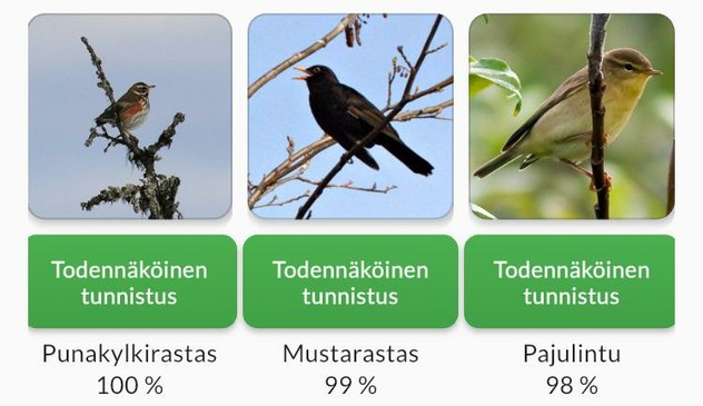 Ruutukaappaus Muuttolintujen kevät -sovelluksesta.

Todennäköinen
tunnistus
Punakylkirastas
100 %

Todennäköinen
tunnistus
Mustarastas
99 %

Todennäköinen
tunnistus
Pajulintu
98%