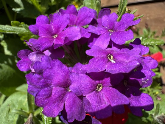 Blume mit vielen lilafarbenen Blüten
Garten 14.5.25