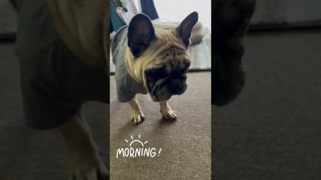 おはよう☀️フレンチブルドッグの看板犬ぶーちゃん#shorts