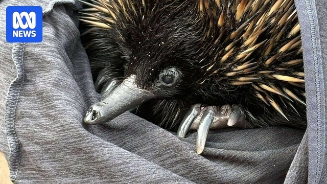 An echidna is wrapped in a towel and held by a man