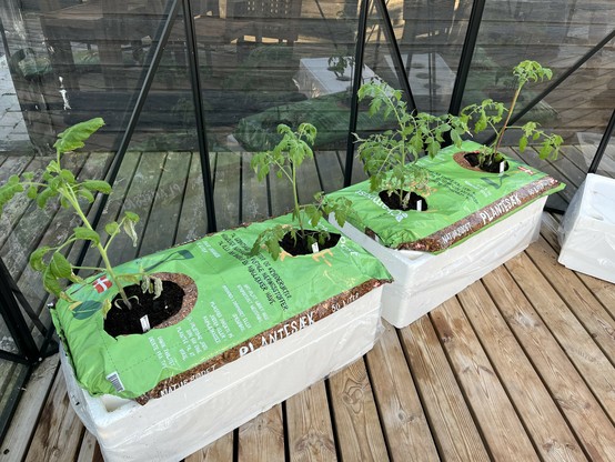 Four newly planted tomato plants growing in green bags of compost soil in my greenhouse.