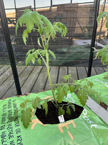 Close-up of one of my tomato plants: Favorita cherry tomato, growing in a bag of compost soil.