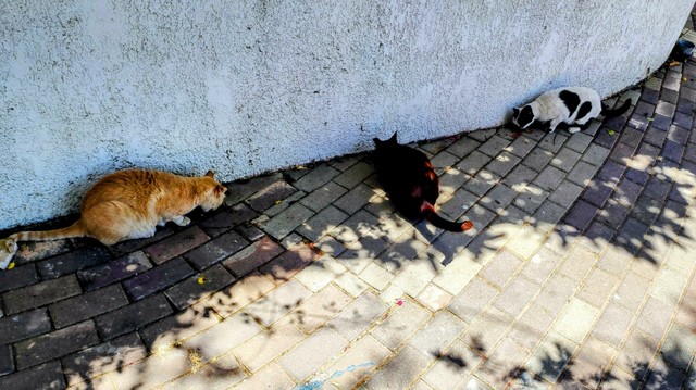 The cats Mishmish, Margaux, and Hanuman Jr, eating dry food on the sidewalk near the wall