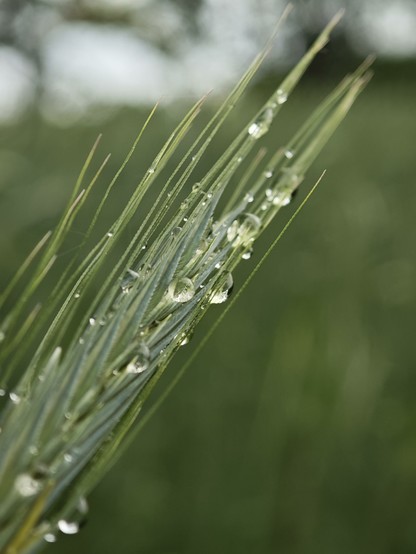 Macro shot of a wet spica.