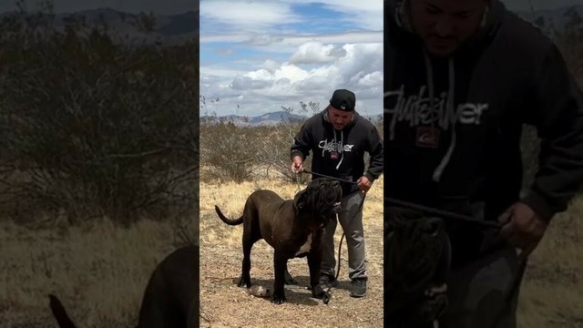 True Giant Neapolitan Mastiff ##animal #kangal #canecorso #lion #mastino #puppy#neapolitanmastiff