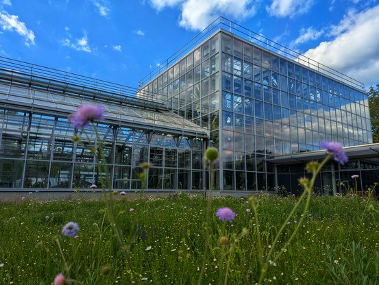 The image shows the Gruson-Gewächshäuser, featuring a modern glass and metal structure under a bright blue sky with scattered clouds. The building's reflective surfaces mirror the sky and surrounding greenery. In the foreground and a bit out of focus, a field of wildflowers, including purple and white blossoms, adds a natural element to the scene.
