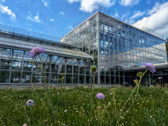 The image shows the Gruson-Gewächshäuser, featuring a modern glass and metal structure under a bright blue sky with scattered clouds. The building's reflective surfaces mirror the sky and surrounding greenery. In the foreground and in focus, a field of wildflowers, including purple and white blossoms, adds a natural element to the scene.