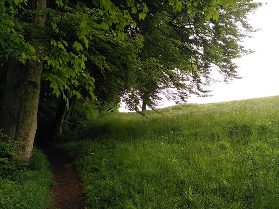 Foodpath seperating a forest and a meadow
