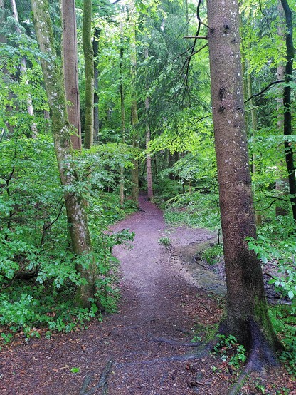 Foodpath in a forest next to a small Stream.