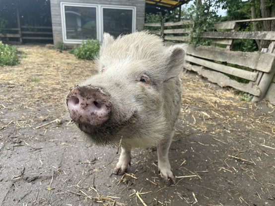 An old domestic pig looks kindly into the camera with small eyes Its bristles are gray and it seems to be smiling